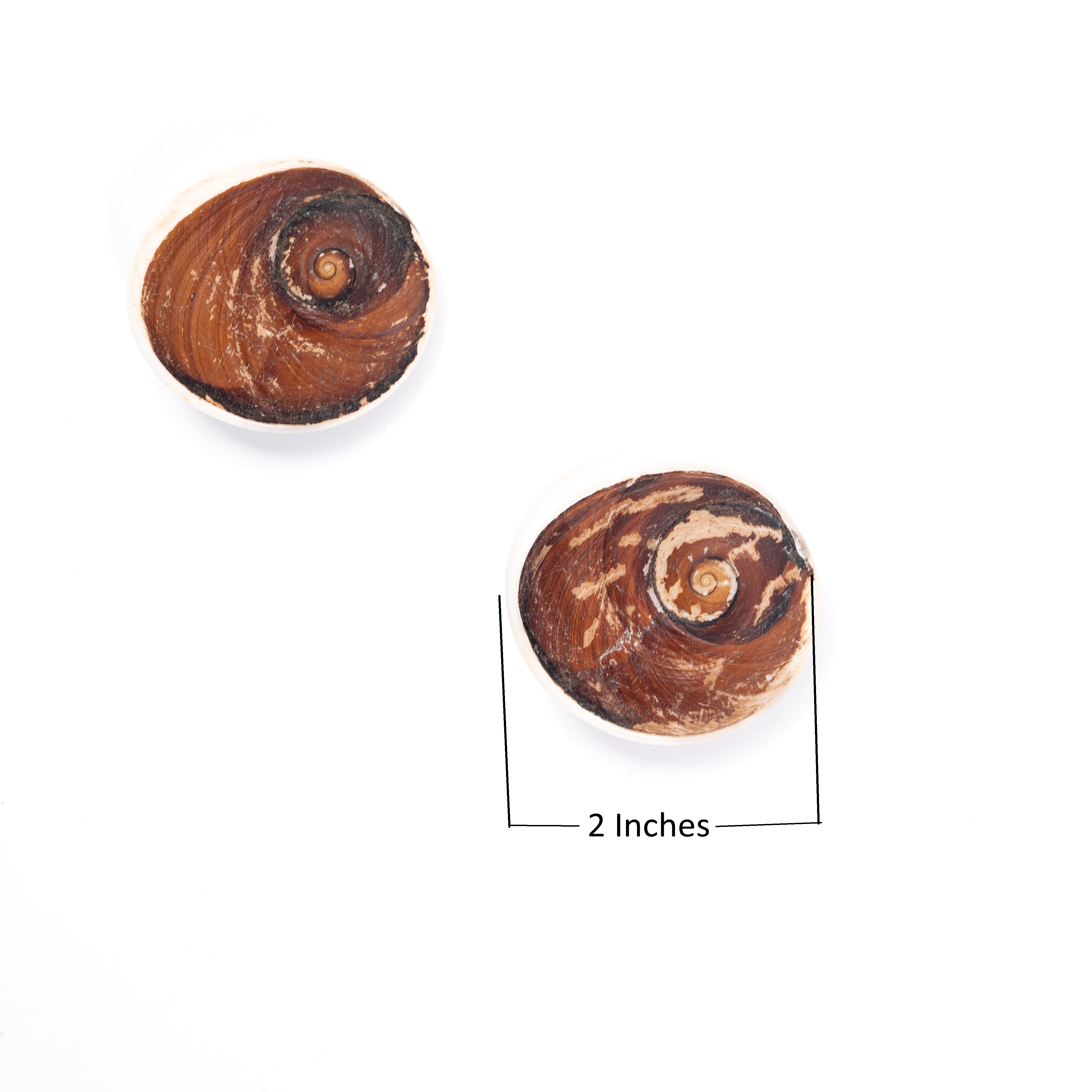 Gomti Chakra 2 Pcs | Symbol of Maa Laxmi | Invokes the Divine Grace & Blessings